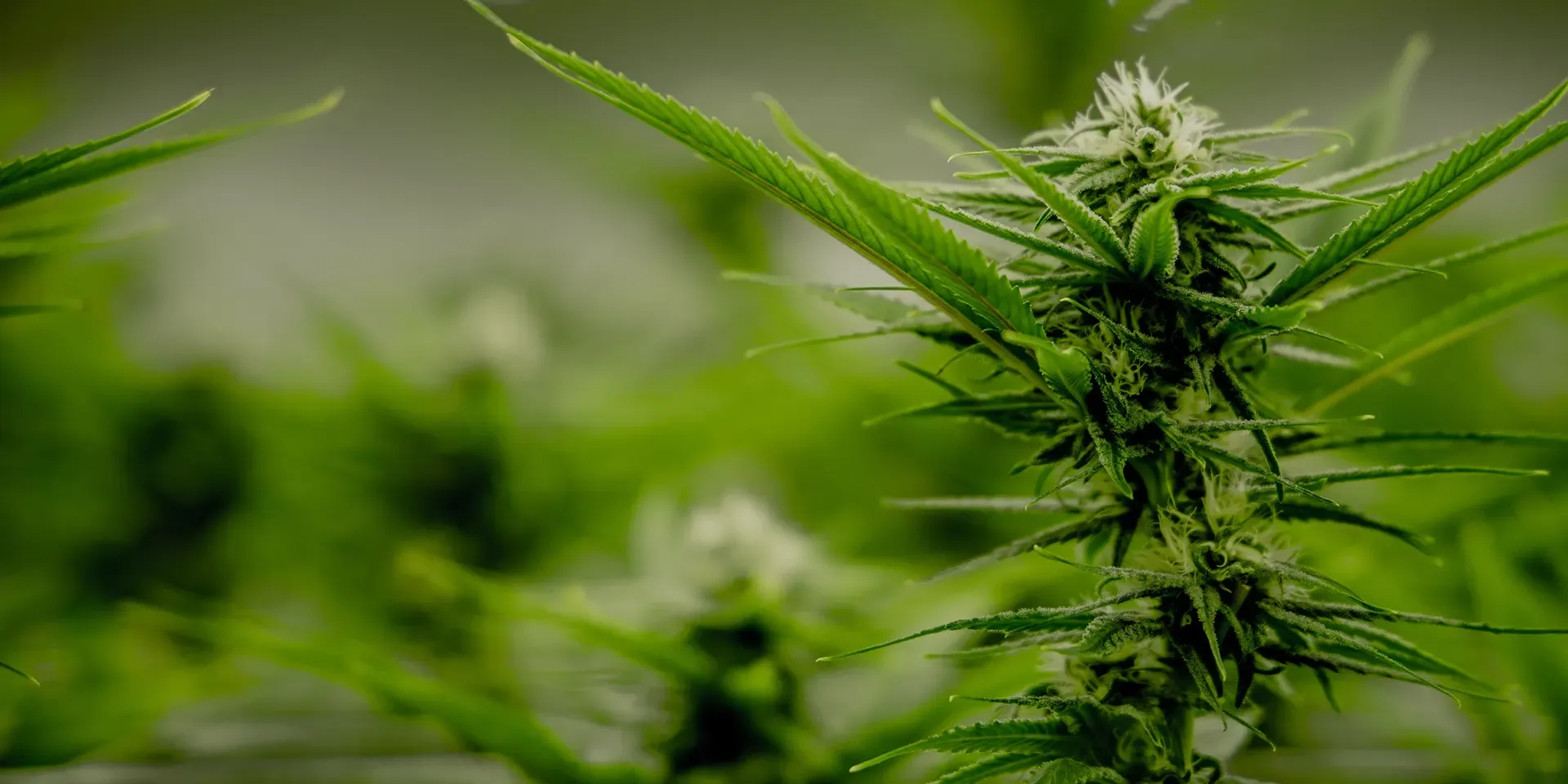 Inside one nonprofit’s plans to enter NY’s legal weed industry