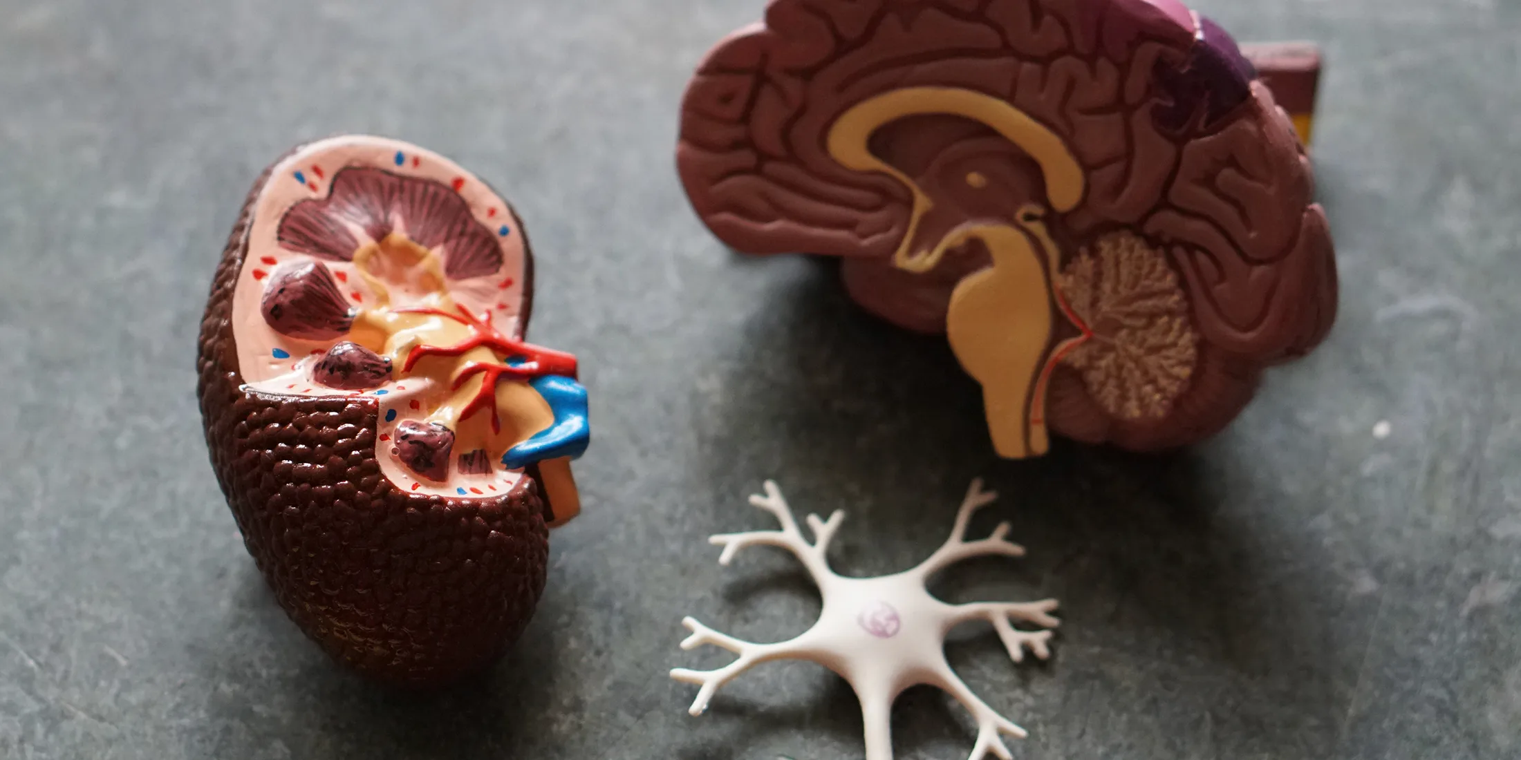 Your Endocannabinoid System and CBD: In Perfect Harmony