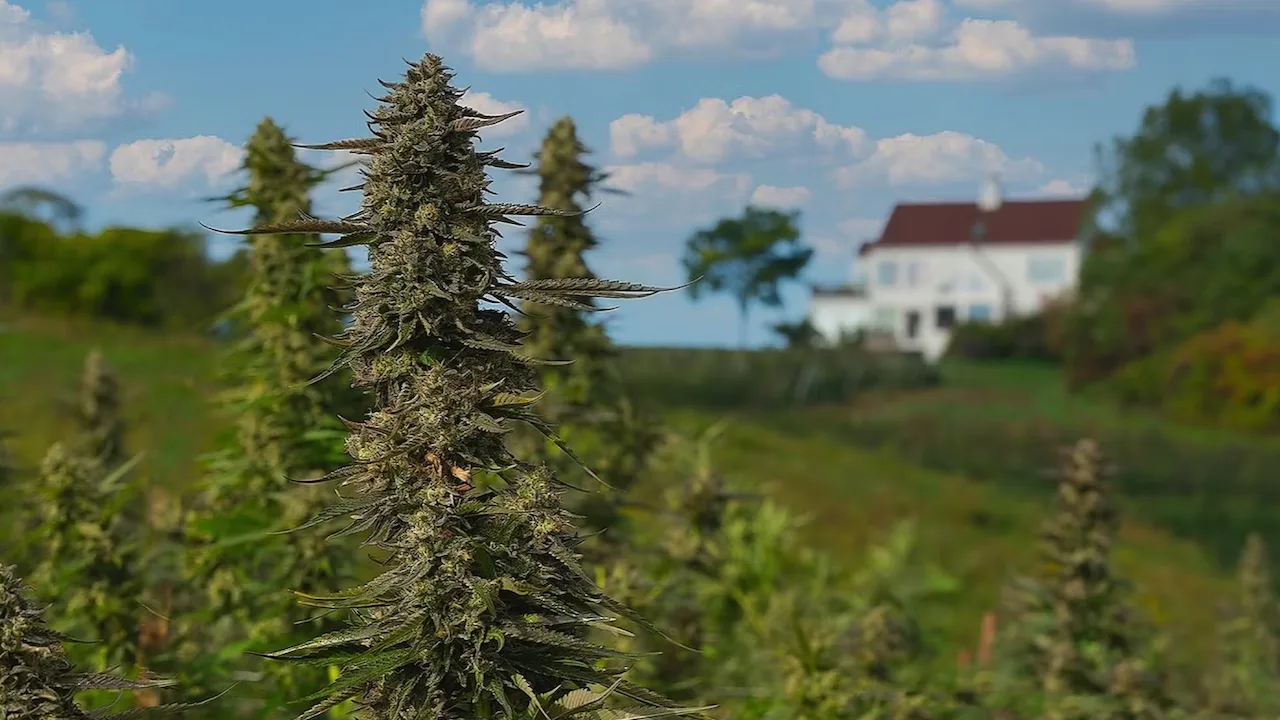 Hepworth Review: Learn More About Sungrown Cannabis