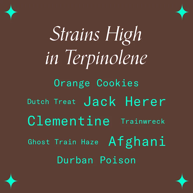 "Strains High in Terpinolene"