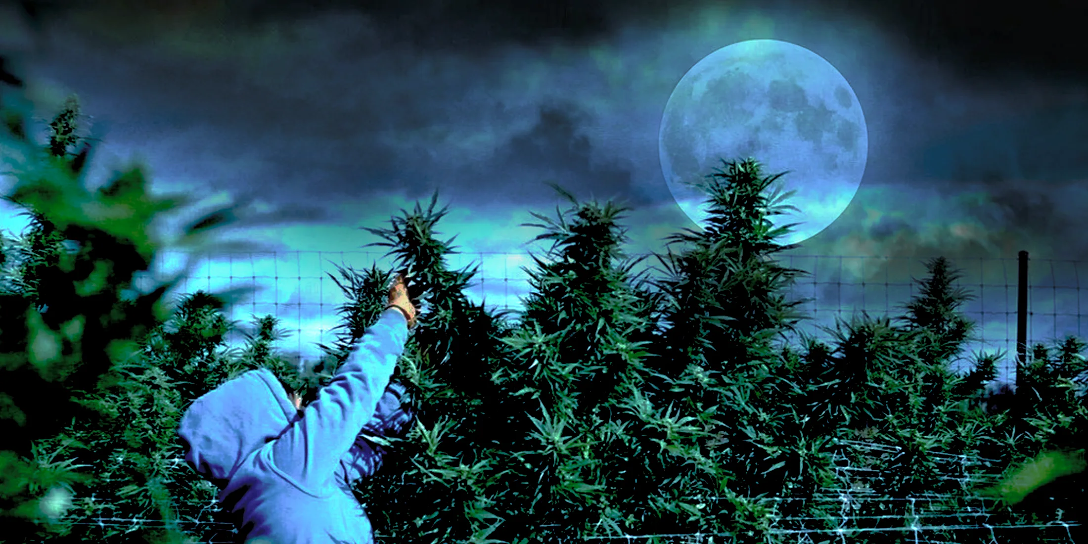 Man harvesting cannabis plant.