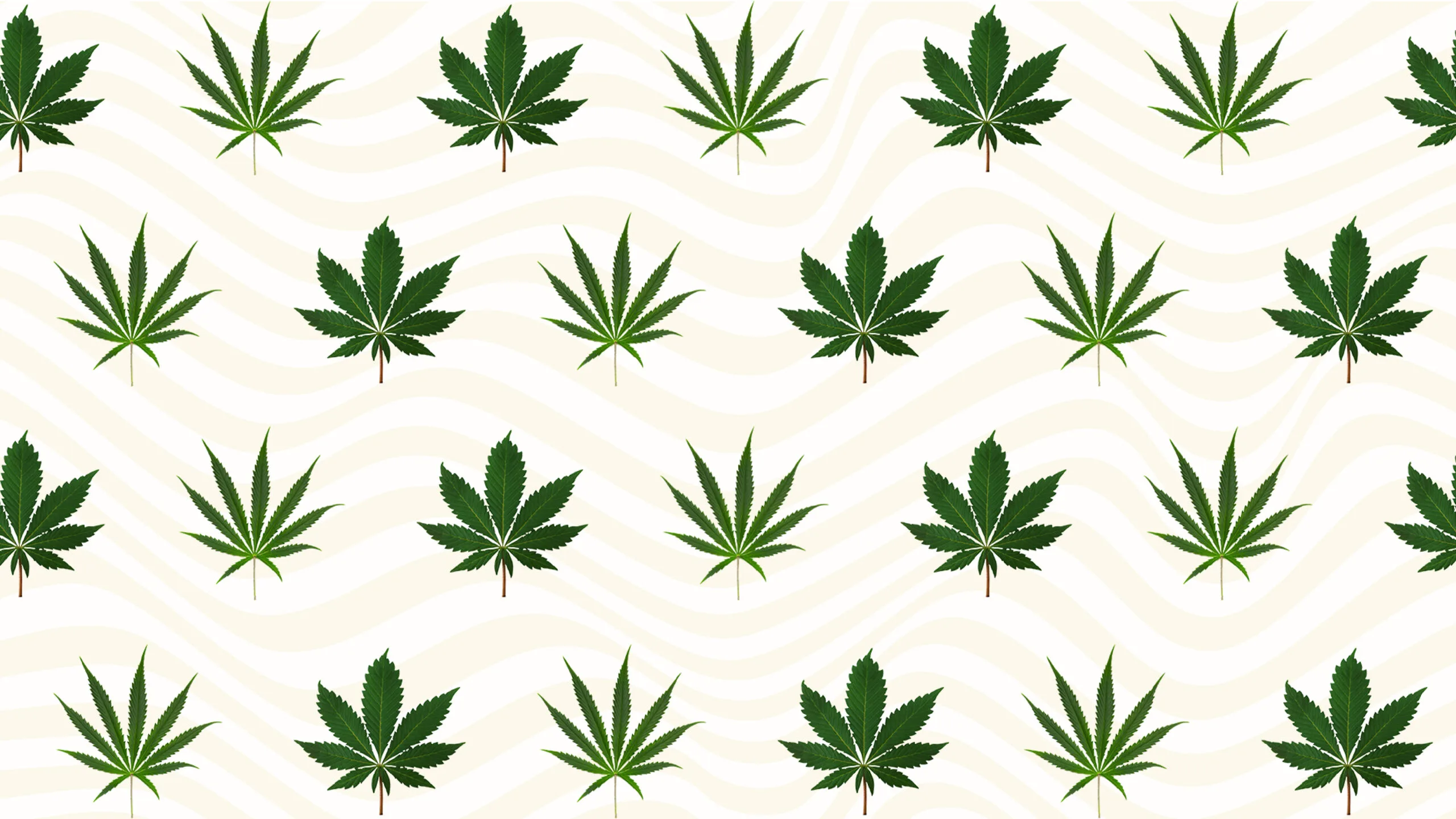 cascading cannabis plant leaves.