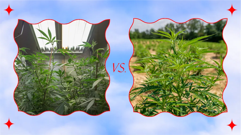 Side by side picture of indoor grown cannabis and an outdoor plant.
