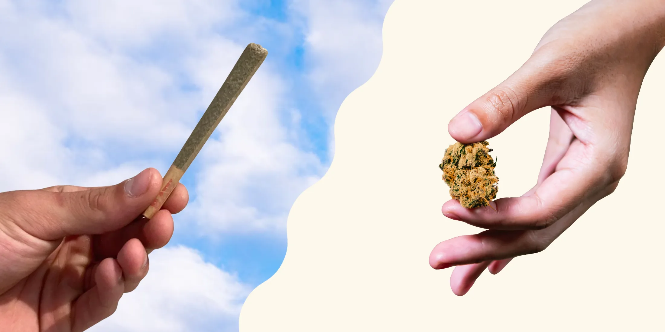 person holding pre roll in one hand and cannabis bud in another.