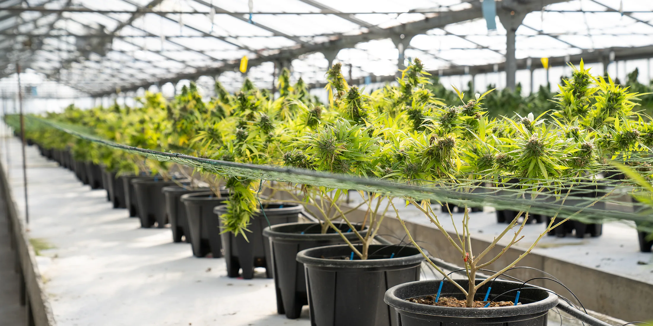 THC: How Does it Work?